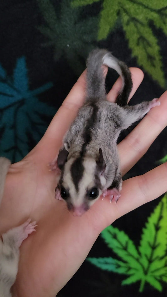 Celebi - Adult Male (Available)