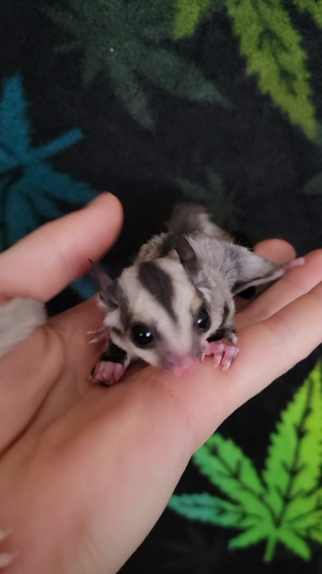 Celebi - Adult Male (Available)