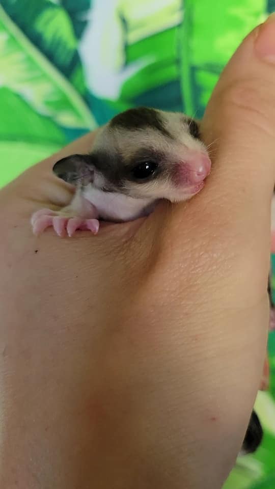Icecream - Adult Male (Available)