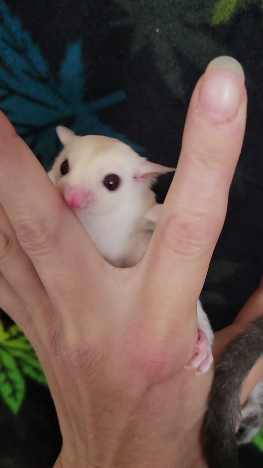 Custard - Joey Female (Available)