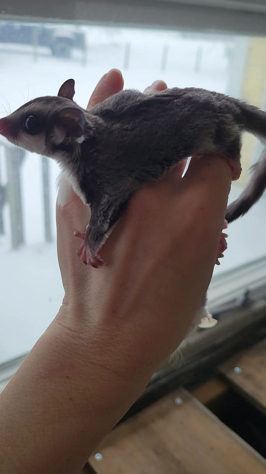 Tea - Adult Male (Available)