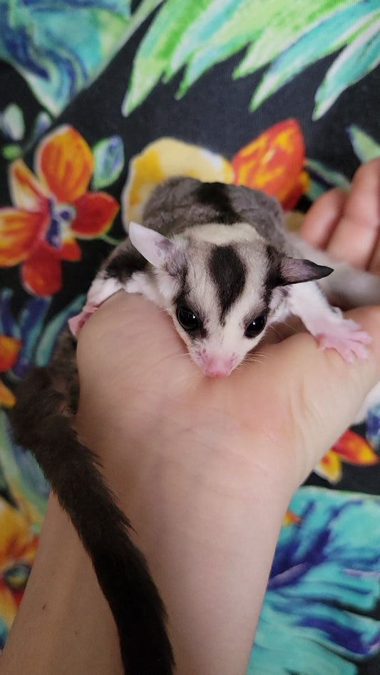 Juice - Adult Male (Available)