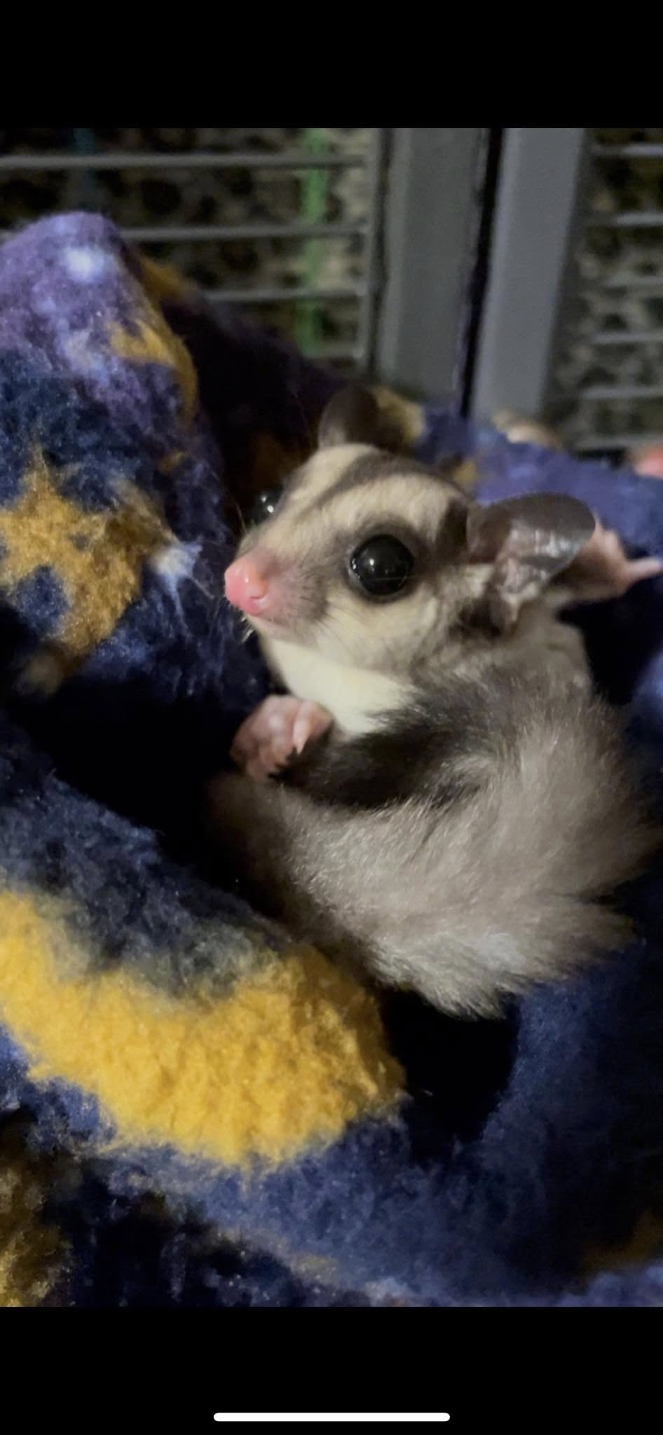 Mars - Adult Male (Available)