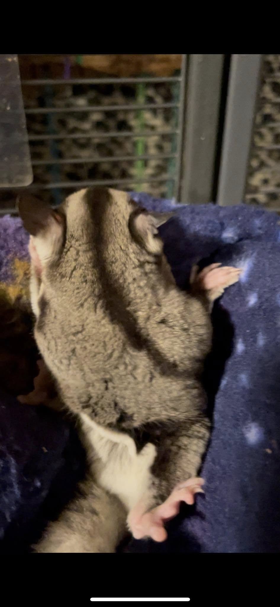 Mars - Adult Male (Available)