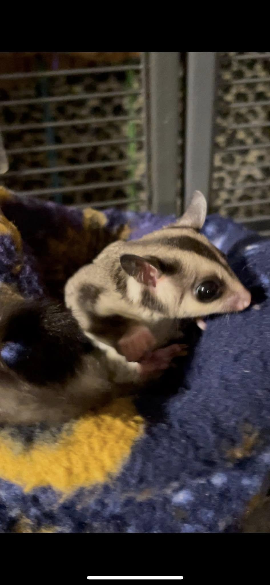 Mars - Adult Male (Available)