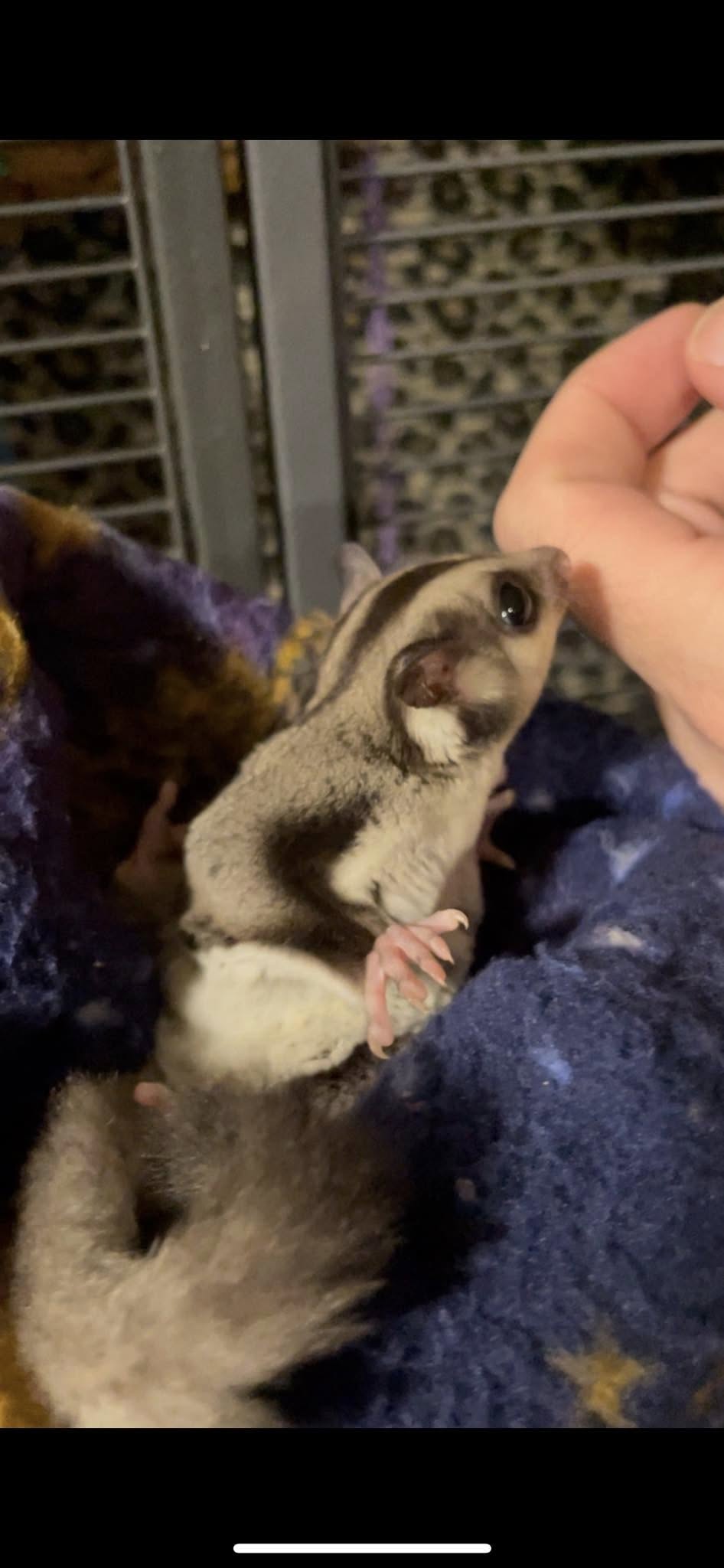 Mars - Adult Male (Available)