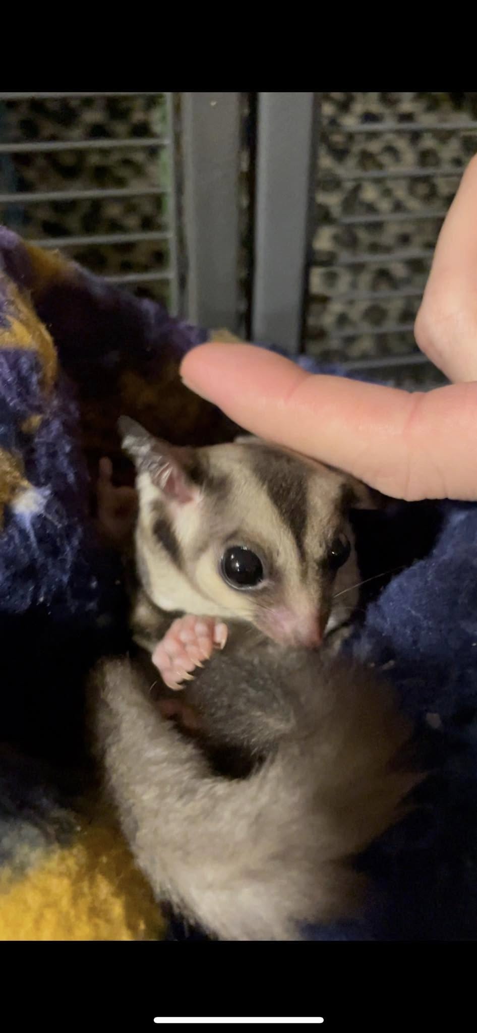 Mars - Adult Male (Available)