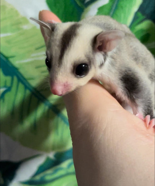 Phantom - Adult Female (Available)