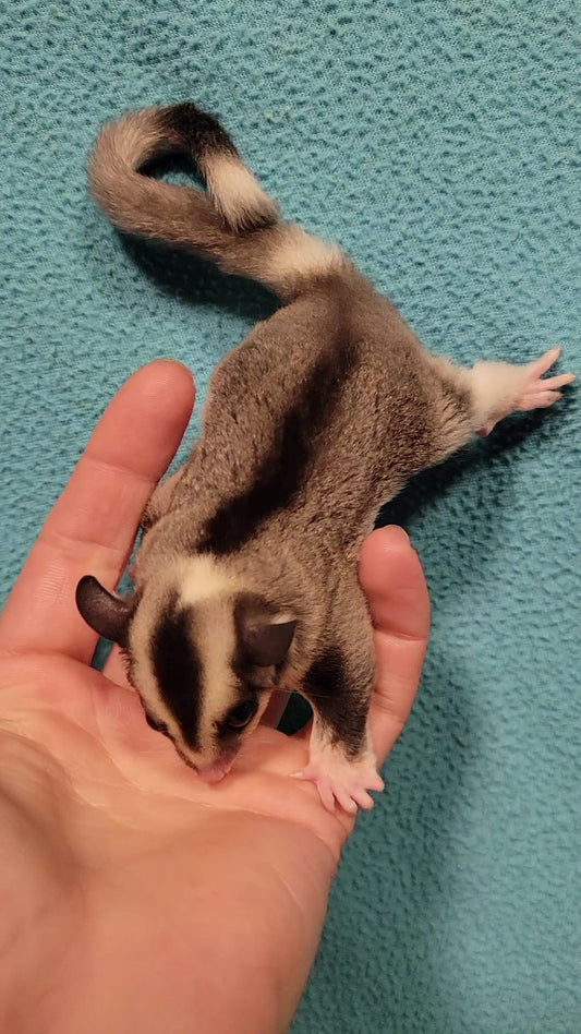 Tiramisu - Adult Female (Available)