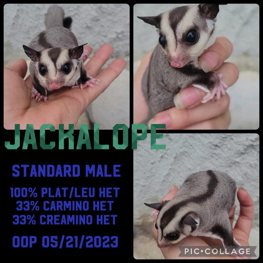 Jackalope - Joey (Available)