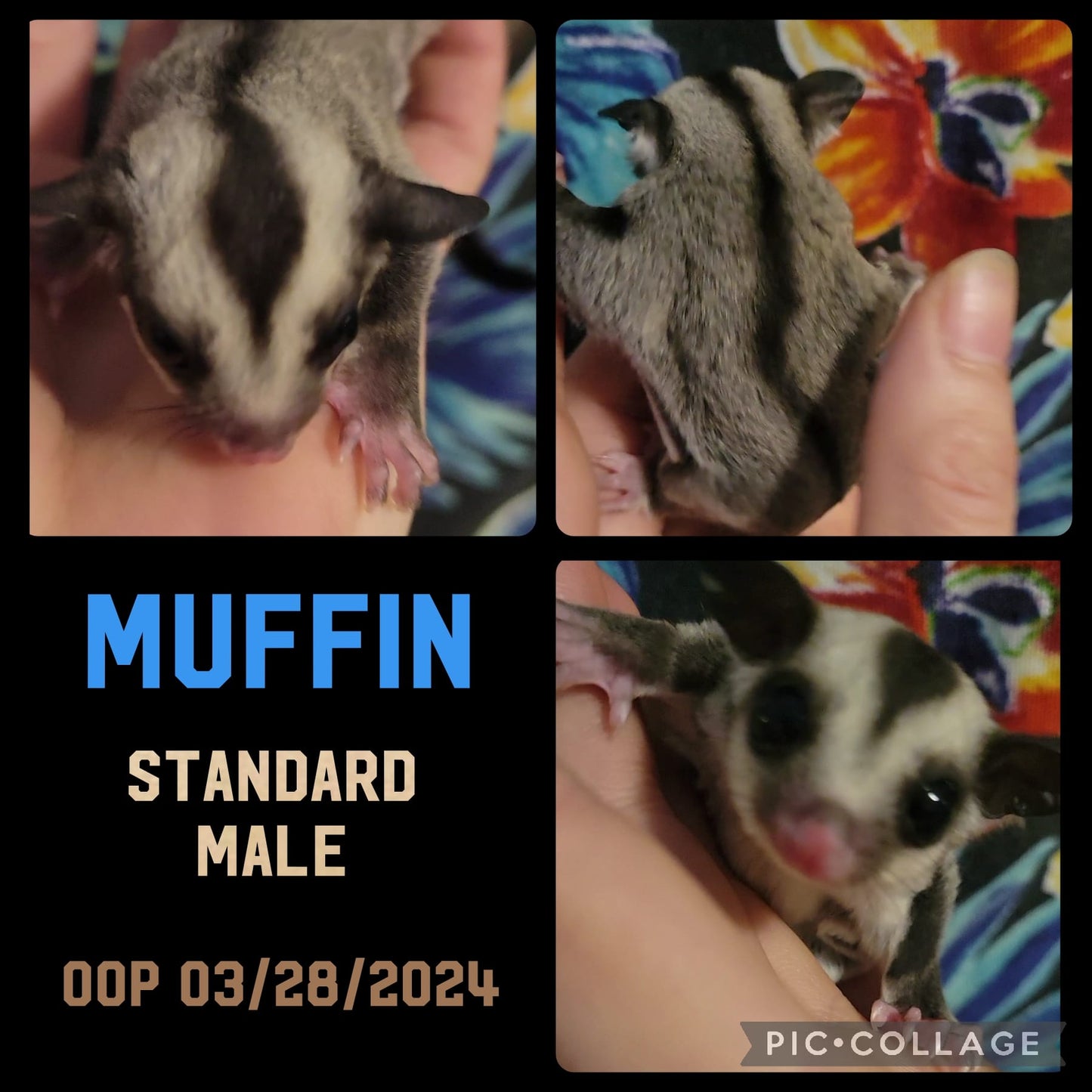 Muffin - Joey (Available)