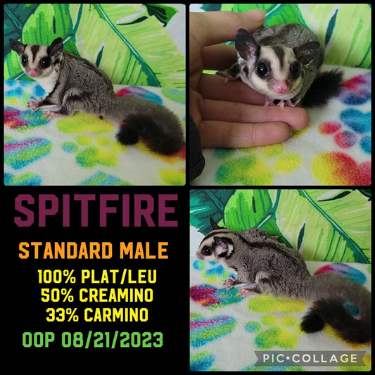 Spitfire - Joey (Available)