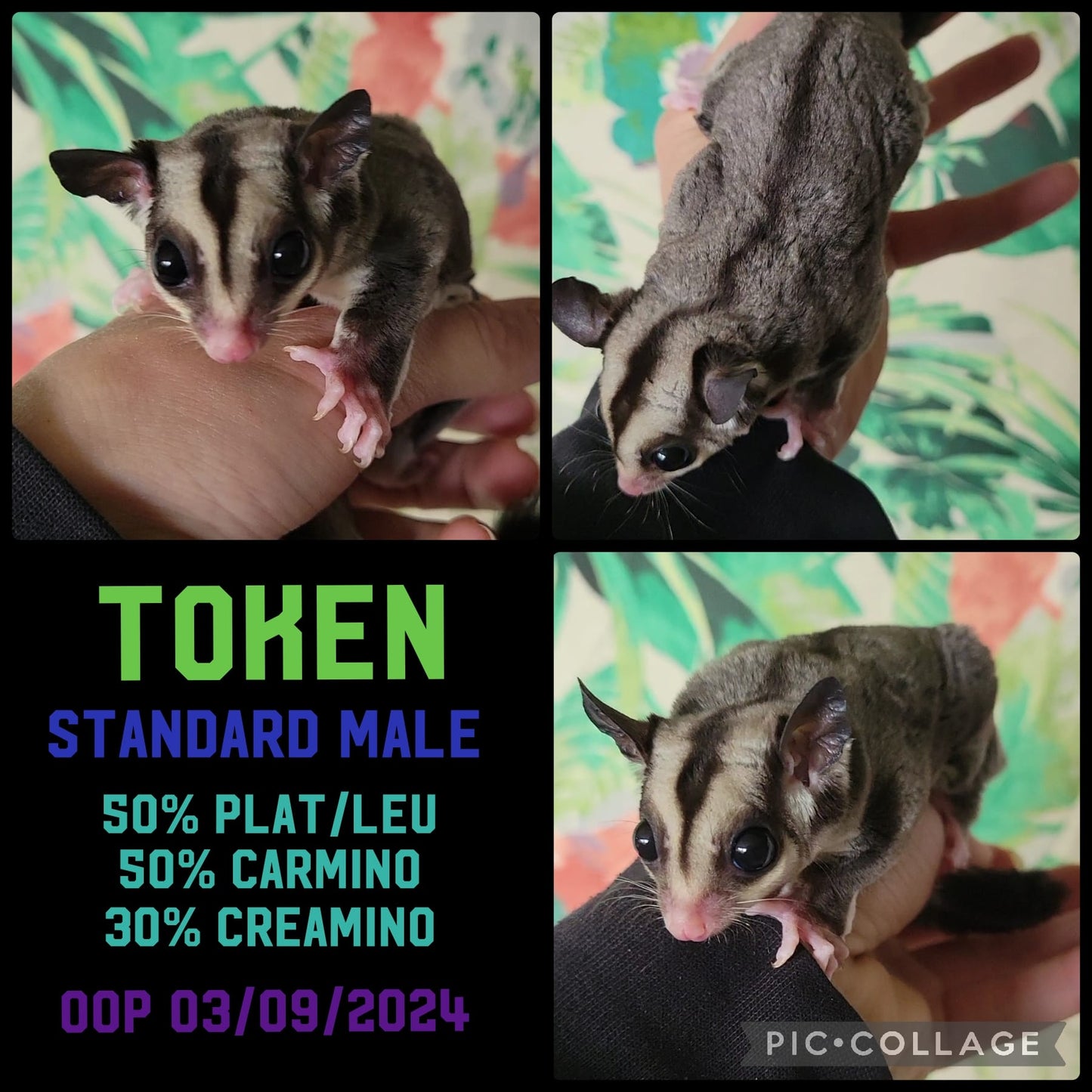 Token - Joey (Available)